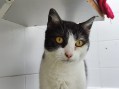 Texá (1)